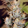 Auto Amnesia Haze