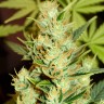 Auto Amnesia Haze