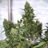Auto Amnesia Lemon