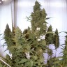Auto Amnesia Lemon