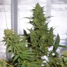 Auto Amnesia Lemon