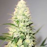 Auto Watermelon Zkittlez