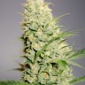 Auto Watermelon Zkittlez