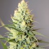 Auto Watermelon Zkittlez