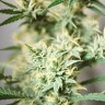 Auto Watermelon Zkittlez