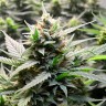 Auto CBD Somango Haze