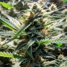 Auto CBD Somango Haze