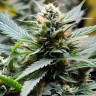 Auto CBD Somango Haze
