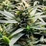 Auto CBD Somango Haze