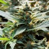 Auto CBD Somango Haze