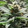 Auto CBD Somango Haze