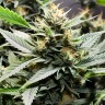 Auto CBD Somango Haze