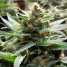 Auto CBD Somango Haze