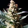 Auto Critical