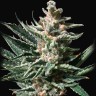 Auto Critical