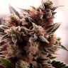 Auto Gorilla Cookies