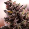 Auto Gorilla Cookies