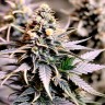 Auto Hindu Kush