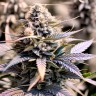 Auto Hindu Kush
