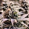 Auto Hindu Kush