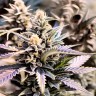 Auto Hindu Kush
