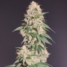 Auto Kali Mist