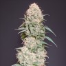 Auto Kali Mist