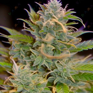 Auto Orange Bud