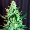 Auto Amnesia