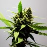 Auto Amnesia