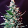 Auto Amnesia