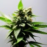 Auto Amnesia