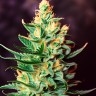 Auto Amnesia
