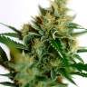Auto Amnesia