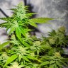 Auto Amnesia
