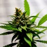 Auto Amnesia