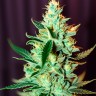 Auto Amnesia